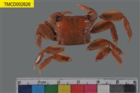 藏品(雙齒近相手蟹)的圖片